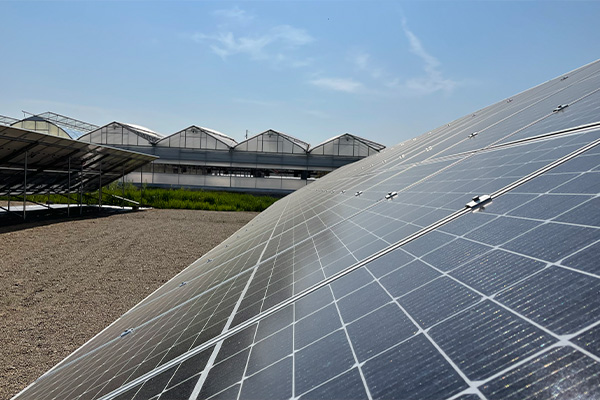 Commercial solar installation at Sportel Greenhouses improving energy efficiency and supporting sustainable greenhouse operations.